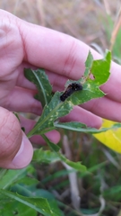 Acronicta auricoma