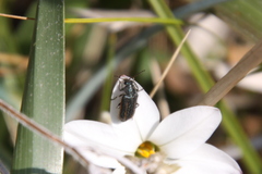 Astylus quadrilineatus