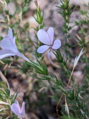 Linanthus pungens