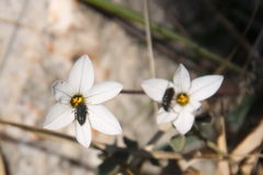 Astylus quadrilineatus