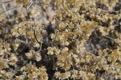 Achyrocline saturejoides