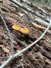 Pluteus chrysophlebius