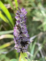 Agastache foeniculum