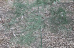 Asparagus officinalis