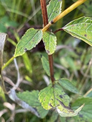 Agastache foeniculum