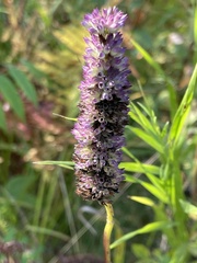 Agastache foeniculum