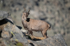 Capra ibex