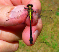 Hylogomphus parvidens