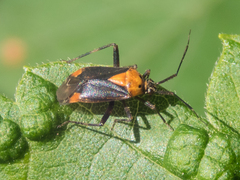 Taedia