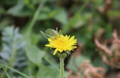 Taraxacum officinale