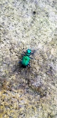 Cicindela sexguttata