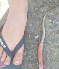 Diploglossus lessonae