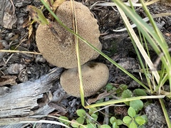 Lycoperdon perlatum