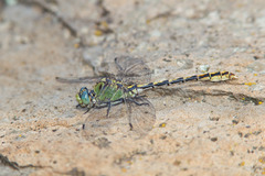 Ophiogomphus arizonicus