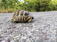 Testudo hermanni