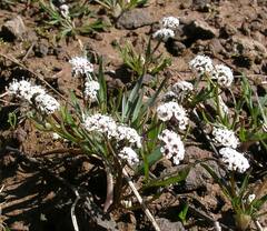Lomatium linearifolium