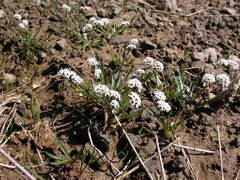 Lomatium linearifolium