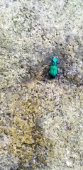 Cicindela sexguttata