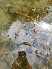 Potamogeton perfoliatus