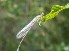 Enallagma vesperum