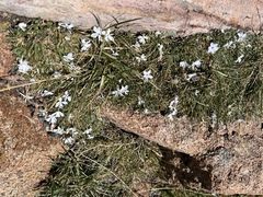 Phlox pulvinata