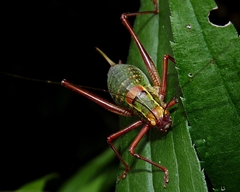 Barbitistes serricauda