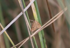 Udea profundalis