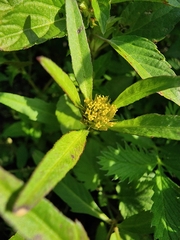 Bidens comosa