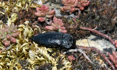 Capnodis tenebrionis