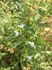 Salvia reflexa