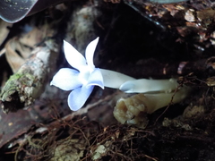 Voyria caerulea