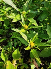 Bidens comosa