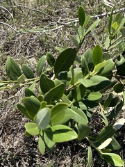 Avicennia germinans