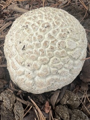 Calvatia booniana