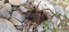 Acanthoscurria