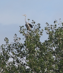 Ardea cinerea