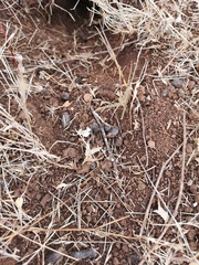 Spermophilus citellus