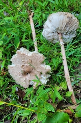 Macrolepiota