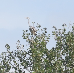Ardea cinerea