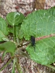 Lycinae