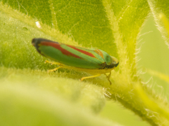 Graphocephala fennahi