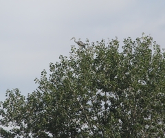 Ardea cinerea