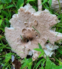 Macrolepiota