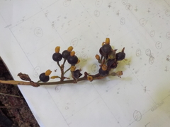 Renealmia floribunda