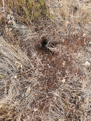 Spermophilus citellus