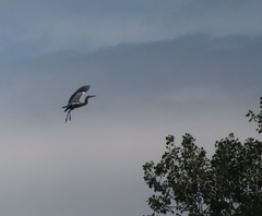 Ardea cinerea