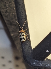 Paranapiacaba tricincta