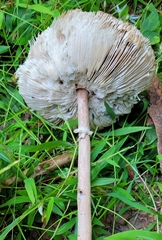 Macrolepiota