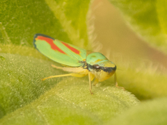 Graphocephala fennahi