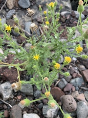 Senecio viscosus